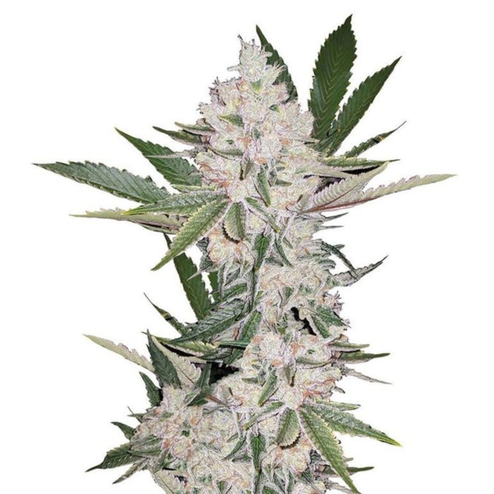 3d39b0ab9409893fed5c4e7fde7317cc.jpg
